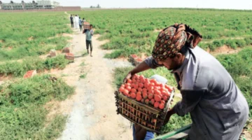طرح المحصول الجديد من الطماطم في الأسواق خلال شهر ينهي موجة الغلاء